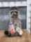 Raccoon Eating Cracker Jacks Full Body Taxidermy Mount