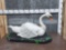 Mute Swan Full Body Bird Taxidermy