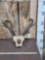 Pronghorn Antelope Horns On Skull
