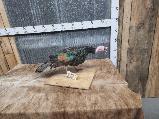 Ocellated Turkey Full Body Bird Taxidermy