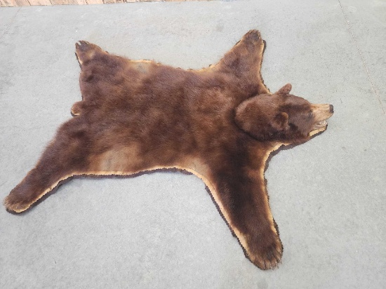 Brown Phase Black Bear Rug Taxidermy