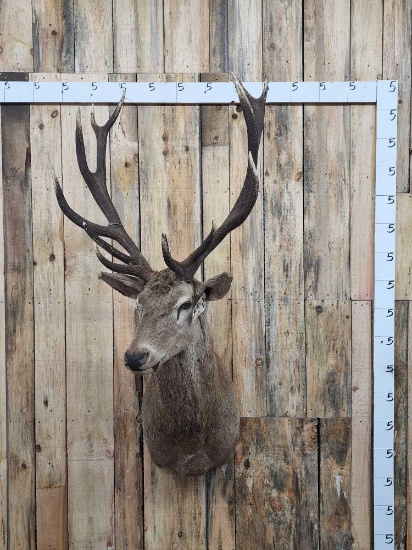 6x6 Red Stag Shoulder Mount Taxidermy
