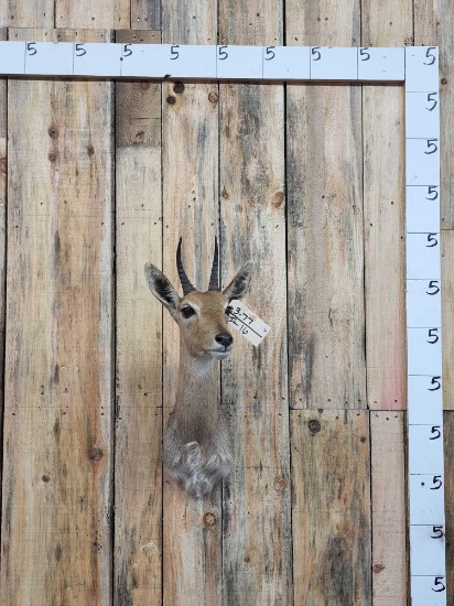 African Reed Buck Shoulder Mount Taxidermy