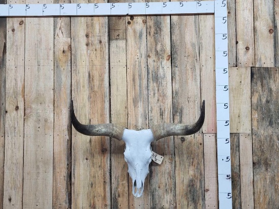 Longhorn Steer Skull Taxidermy
