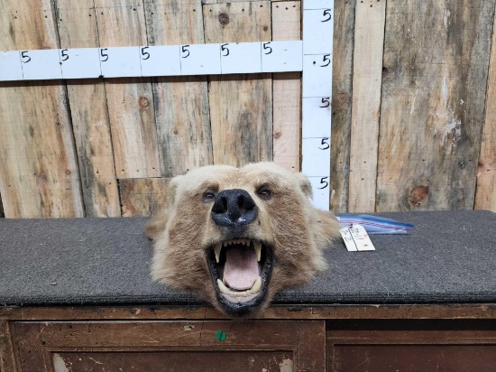 Taxidermy Alaskan Grizzly Bear Head