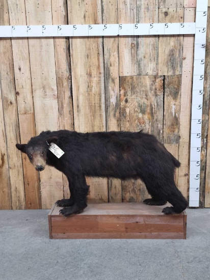 Black Bear Full Body Taxidermy Mount