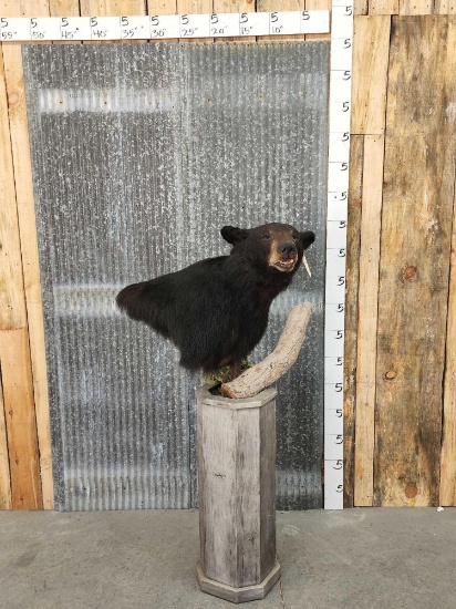 Black Bear Pedestal Taxidermy Mount