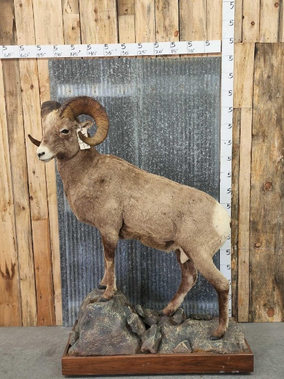 Rocky Mountain Bighorn Sheep Full Body Taxidermy Mount