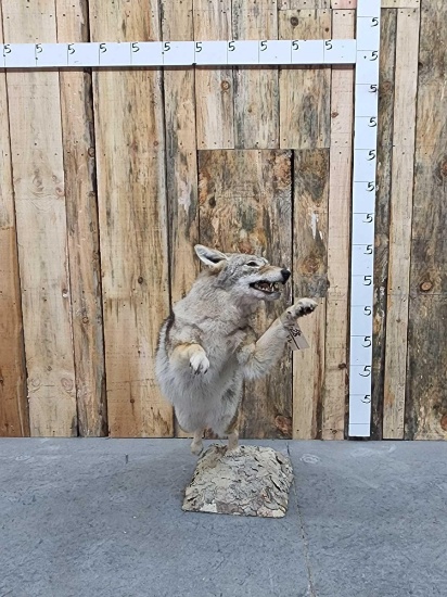 Leaping Coyote Full Body Taxidermy Mount