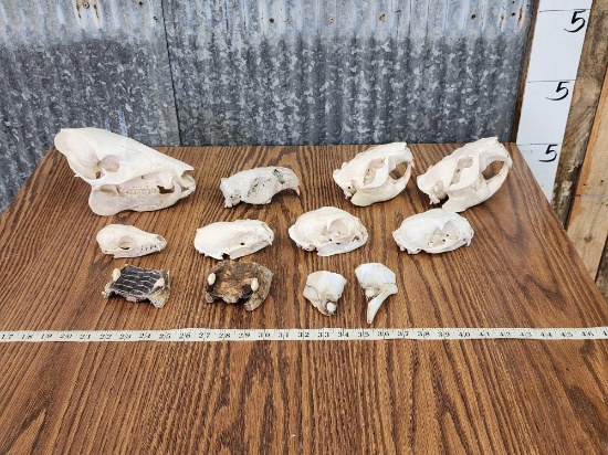 8 Small Animal Skulls With Bonus Elk Ivories Taxidermy