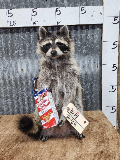 Raccoon Eating Cracker Jacks Full Body Taxidermy Mount