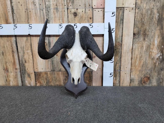 African Bkack Wildebeest Skull On Plaque