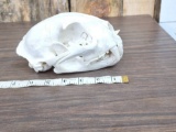 Mountain Lion Skull Taxidermy