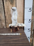 Weasel Full Body Taxidermy Mount