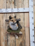 Red Fox In A Den Taxidermy