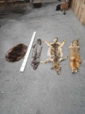 Red Fox , Silver Fox , Coyote , & Beaver Fur