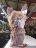 Illusive Louisiana Swamp Werewolf Bust Taxidermy