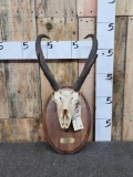 Pronghorn Antelope Skull On Plaque