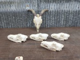 4 Coyote Skulld & Goat Skull Taxidermy