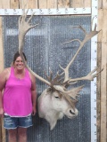 Big Caribou Shoulder Mount Taxidermy