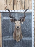 African Kudu Shoulder Mount Taxidermy