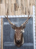 6x6 Elk Shoulder Mount Taxidermy