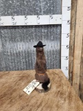 Sheriff Mink Full Body Taxidermy Mount