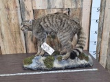 European Wildcat Full Body Taxidermy Mount