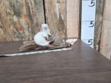 Weasel Full Body Taxidermy Mount