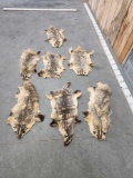 7 Badger Tanned Furs Taxidermy