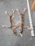 2 Alaskan Lynx Tanned Furs Taxidermy