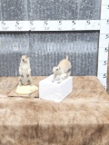 2 Prairie Dogs Taxidermy