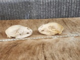 2 Black Bear Skulls Taxidermy