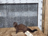 Mink On A Log Full Body Taxidermy Mount