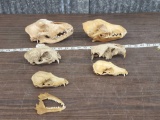 Small Animal Skull Package