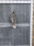 Opossum Hanging By Its Tail Taxidermy