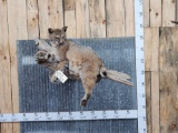 Bobcat On A Limb Full Body Taxidermy Mount