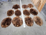 11 Beaver Tanned Furs Taxidermy