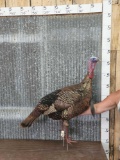 Turkey Full Body Bird Taxidermy