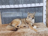 Coyote Full Body Taxidermy Mount