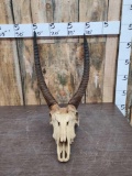 African Water Buck Skull Taxidermy