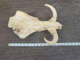 African Warthog Skull Taxidermy