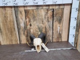 Texas Dall Sheep Ram Horns Taxidermy