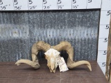 Big Full Curl Texas Dall Ram Sheep Skull Taxidermy