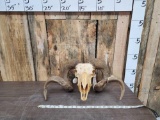 Barbosa Sheep Ram Skull Taxidermy
