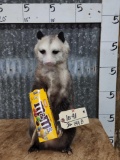 Opossum Eating M&Ms Full Body Taxidermy Mount