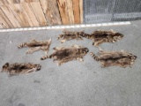6 Raccoon Tanned Furs Taxidermy