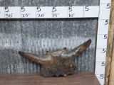 Ancient American Bison Buffalo Skull Fossil