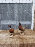 2 Ringneck Pheasants Full Body Bird Taxidermy