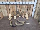 Miscellaneous African Horns & Skulls Lot